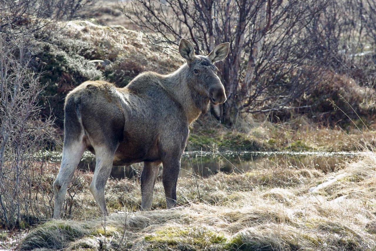 Prima Lofoten Myrland Esterno foto